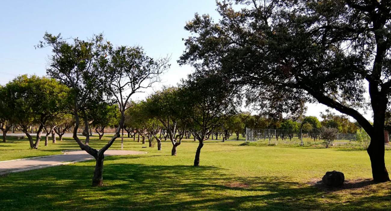 Planes en el Parque del Alamillo | Sevilla Senior